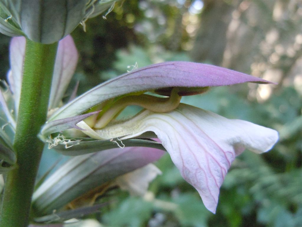 Acanthus mollis / Acanto comune